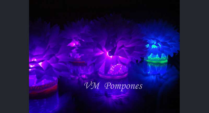 VM Pompones