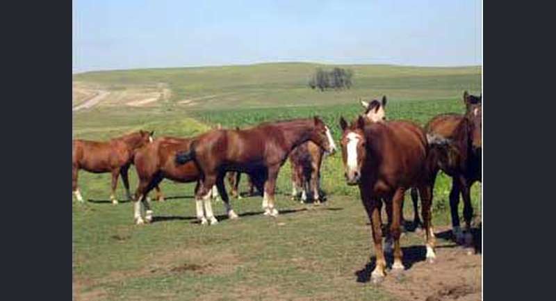 Estancia La Luisina